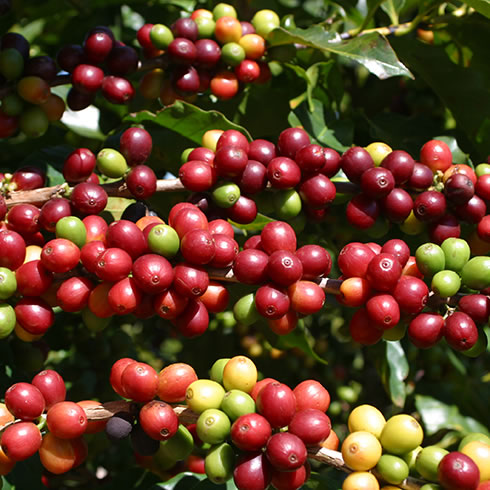 Variété Bourbon