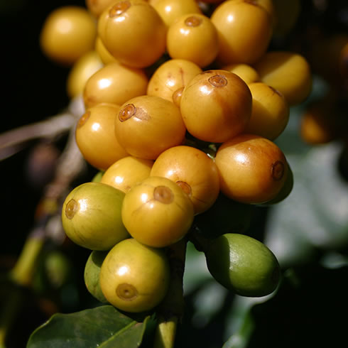 Variété Catucai