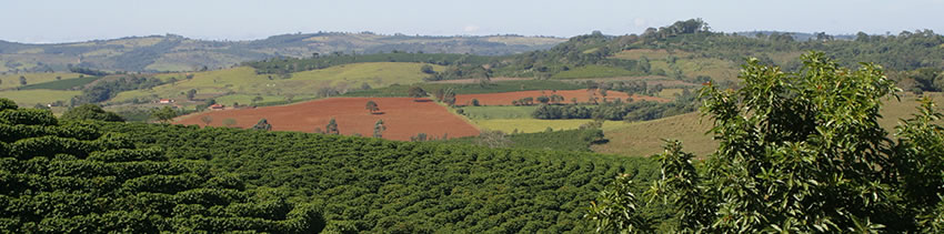 Plantation sous ombrage