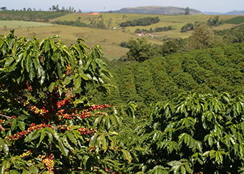 Plant de caféier