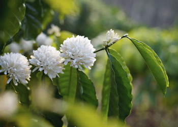 Fleurs blanches du caféier