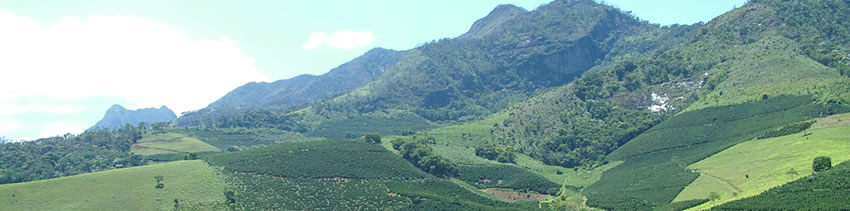 Végétation dense d'une plantation Cooparaiso