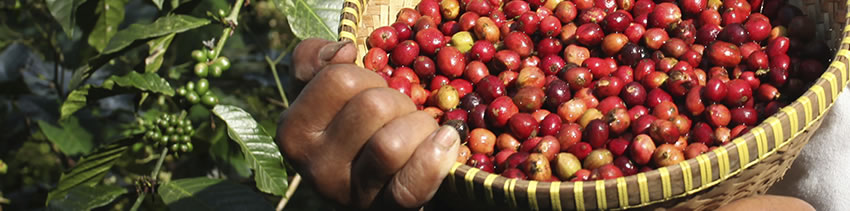 Cerises de café à maturité