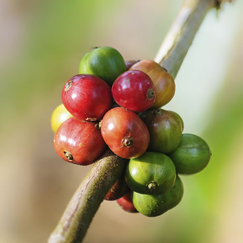 Variété Caturra