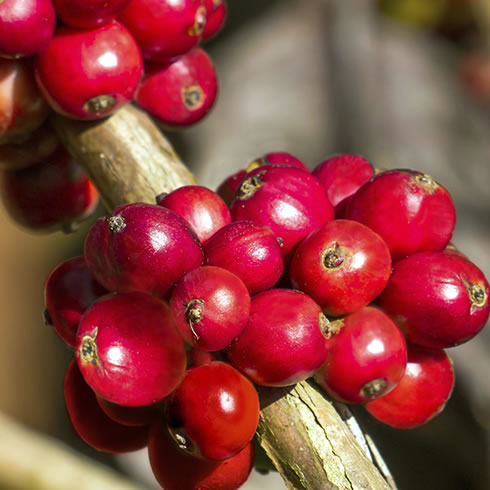 Variété Catuai