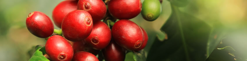 Cerises de café en maturation