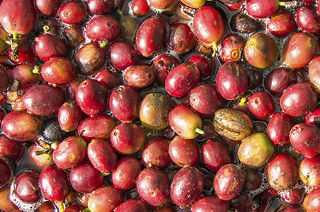 Trempage des cerises